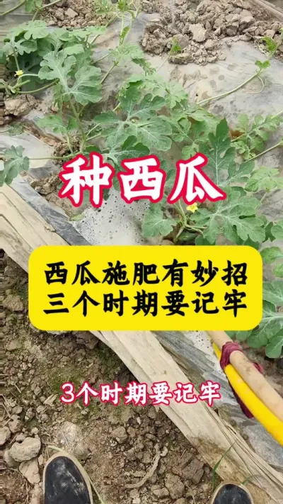 #������#����ݪֲ#����ݪֲ���� #���Ϲ��� #����