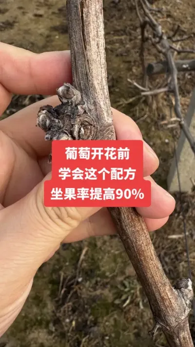 �����Ż�ǰ��ѧ������䷽�����������90%#�����Ż�#����ݪֲ#���Ѹ߲�