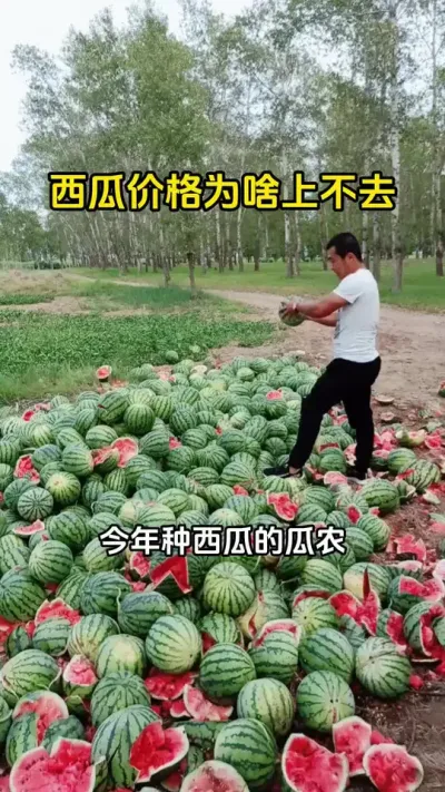 #西瓜种植 #西瓜管理#西瓜行情走势 #西瓜行情#西瓜行情已跌到低谷