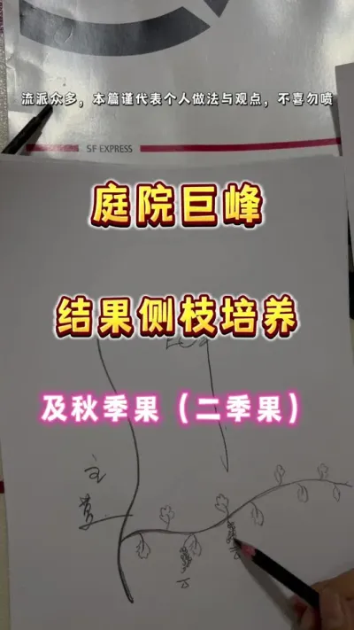 庭院种巨峰葡萄，结果枝我这样玩#庭院葡萄 #巨峰 #盆栽葡萄 ##内容启发搜索