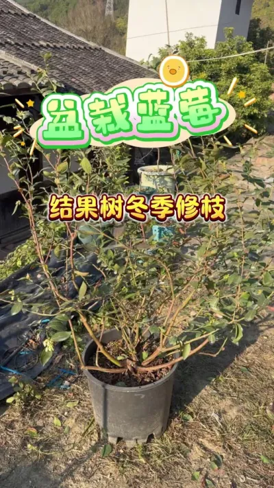 ������ݮ������֦#������ݮ#¥����԰ #��ݮ #��ͥݪֲ #���Թ���