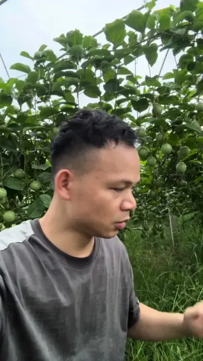 ������仨�������������֮һ#�ְ����#�ƽ�����ݪֲ����