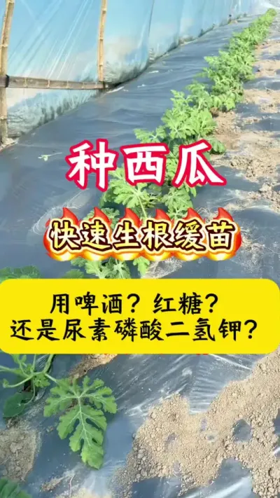 #西瓜种植#西瓜种植技术#西瓜 #种西瓜 #西瓜移栽