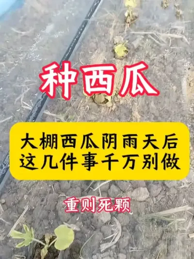 #����ݪֲ #����ݪֲ���� #���� #���Ϲ���