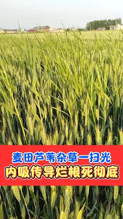 芦苇茅草杂草杂菜，好农手烂根组合一套搞定 烂根型灭生除草剂，好农手，实体店主打除草剂#除草剂 #除草 #农资肥料 #农业种植 #除草烂根