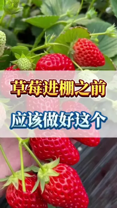 草莓进棚之前，应该做好这几个#病害防治 #草莓种植 #优质农产品