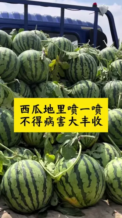 #西瓜种植 #种西瓜 #西瓜种植技术#西瓜病害