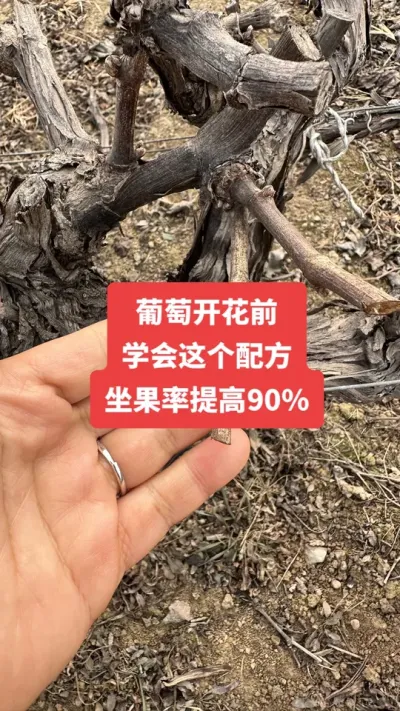 �����Ż�ǰ��ѧ������䷽�����������90%#�����Ż�#����ݪֲ#���Ѹ߲�