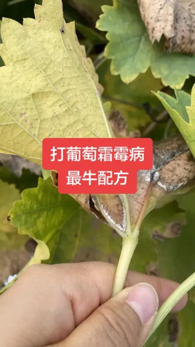 ������˪ù����ţ�䷽#����˪ù��#���Ѳ���#����ݪֲ