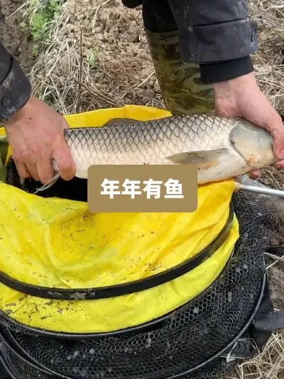 ��ʱ���������������������������������������Լ������� #��ũ������2026 #ԭ��̬�������� #�����ֵ���ɹ��ҹ����