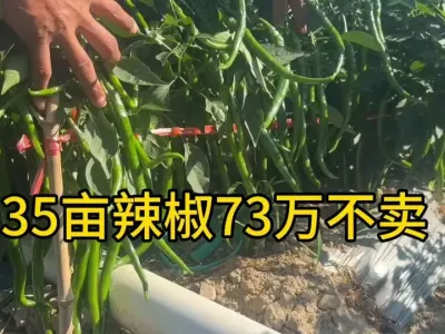 #����ݪֲ����#��ũ��������������  35Ķ�������ϰ��73��������������