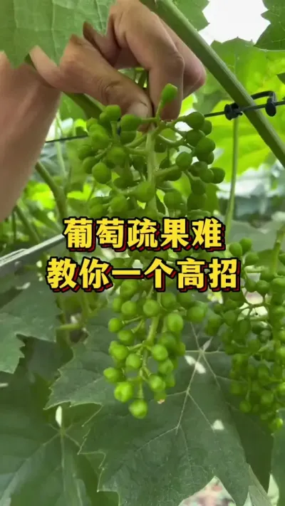 ���������������һ������#ũҵݪֲ #��ũ #����ũ��Ʒ