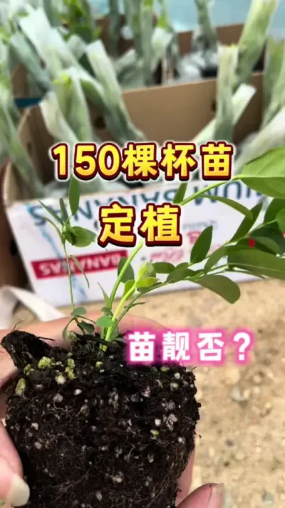 150棵蓝莓杯苗定植，敢问此苗靓否😏😏#蓝莓自由 #盆栽蓝莓 #蓝莓苗 #园艺盆栽 #大数据把我推给爱吃蓝莓的人