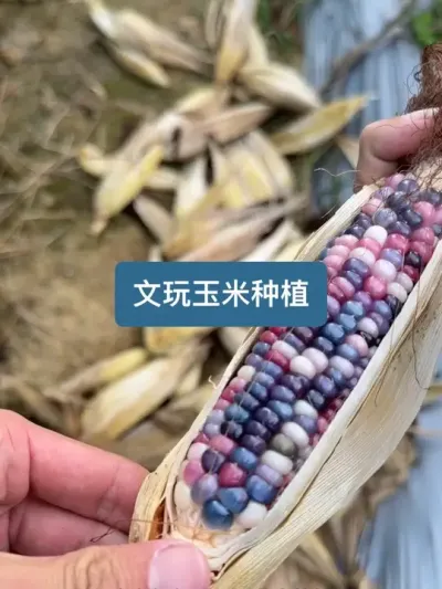 ��ʱ������ݪֲ��ɫ���������������� #ݪֲС���� #�������� #��ũ������2025