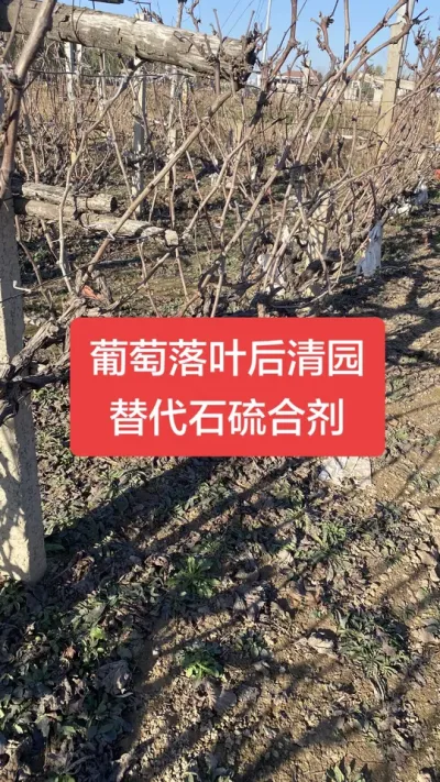 ������Ҷ����԰���ر������䷽����������԰���������������#������԰#����ݪֲ#���Ѳ���