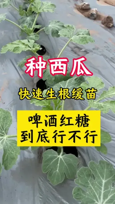 #����ݪֲ#����ݪֲ����#������#������#����