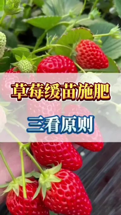草莓缓苗施肥，三看原则#草莓苗种苗 #草莓苗育苗基地 #草莓育苗