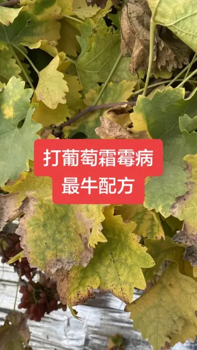 ������˪ù����ţ�䷽#����˪ù��#����ݪֲ#���Ѳ���