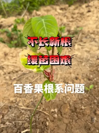 �����ݪֲ�ĸ�ϵ����#�ְ����#�����ݪֲ #�����ݪֲ���� #��������� #ũҵݪֲ