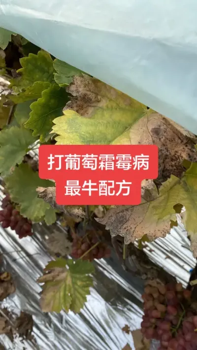 ������˪ù����ţ�䷽#����˪ù��#����ݪֲ#���Ѳ���