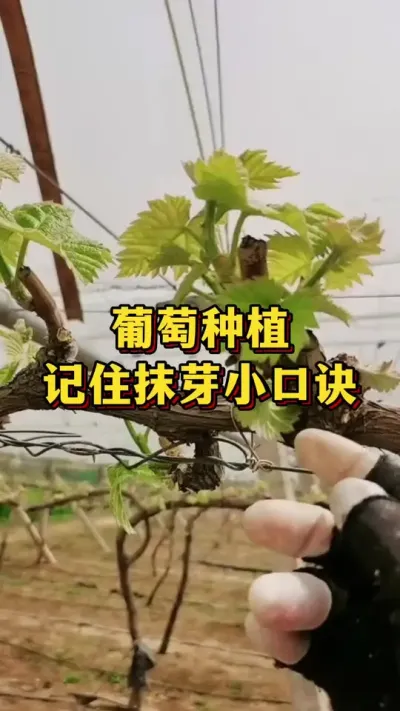 ����ݪֲ������ĨѿС�ھ� #ݪֲ���� #�ֲ�С���� #����ݪֲ