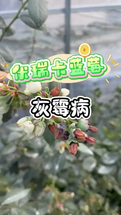 ����������ݮ����һ��Ҫʵʱժ��Ŷ#������ݮ #¥����԰ #��ݮ