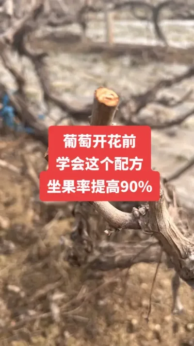 �����Ż�ǰ��ѧ������䷽�����������90%#�����Ż�#����ݪֲ#���Ѹ߲�