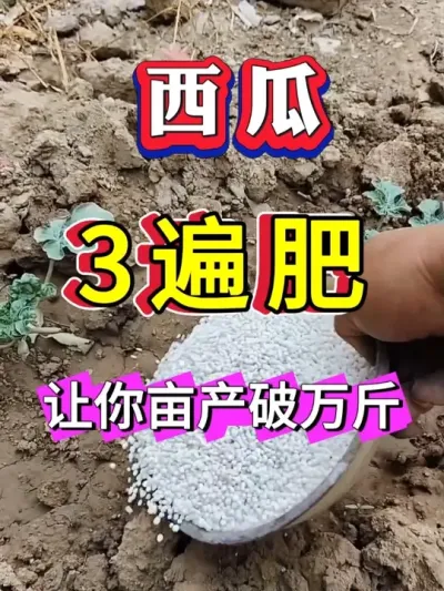 西瓜种植三遍肥 #西瓜种植 #大棚种植 #麒麟西瓜 #种西瓜 #8424西瓜