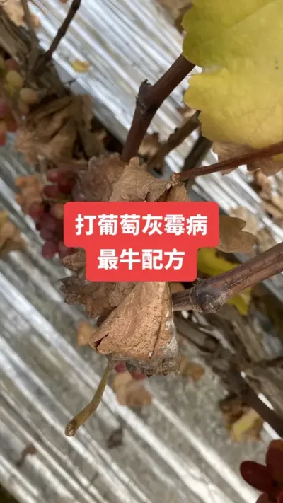 �����ѻ�ù����ţ�䷽#���ѻ�ù��#����ݪֲ#���Ѳ���