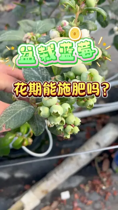 ������ݮ�����ܲ���ʩ����#������ݮ #¥����԰#��ͥݪֲ #��ݮݪֲ #֪ʶ����