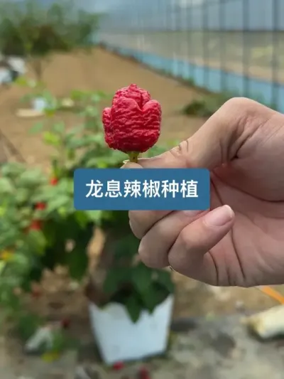 ȫ���µڶ���������������Ϣ������ ��ʱ���ꡢ�����ӵ��ջ�����Ϣ������ݪֲҪ��ȫ����#ݪֲС���� #��ũ #��ũ������2025