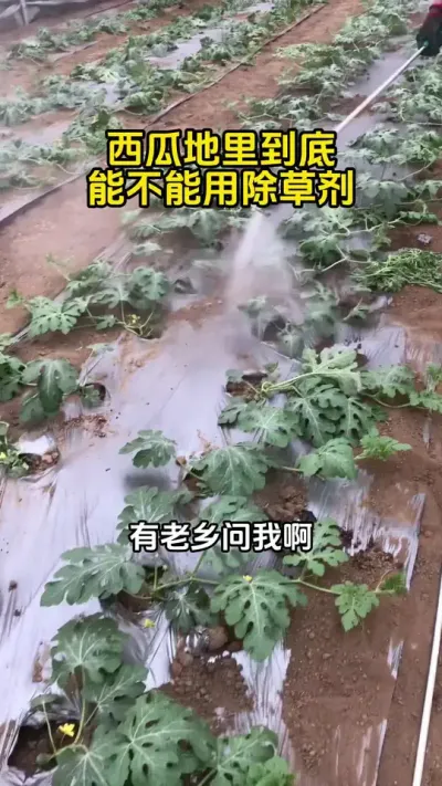 #西瓜种植 #除草剂#西瓜管理#西瓜高产#西瓜种植技术