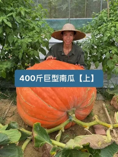 ��ʱһ����ʮ�����������ӵ��ջ�����400�����Ϲ�������ݪֲ�� #�����Ϲ�#��ʡ����ս�������ս  #�����������ս� #�й�ũ����ս� #������ũ��