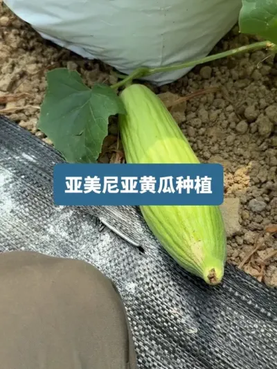 ������������ʱ��ݪֲ���������ǻƹ���û�뵽�����ζ�� #��ũݪֲ #ݪֲС���� #��ũ������2025