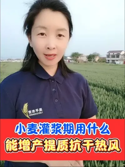 小麦灌浆期增产提质配方 小麦灌浆期专用，增加千粒重，提高产量，抗干热风，大小包装规格齐全#小麦 #小麦种植 #小麦高产技术 #农资肥料 #抖音助农