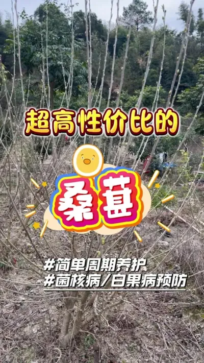 ��ͥݪֲ�Լ۱ȳ��ߵ�ɣ����ÿ��Բ���#ɣ�� #��ͥݪֲ #��¼�ҵ�ݪֲ����