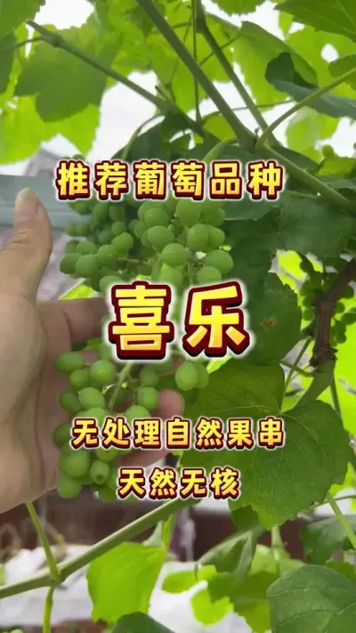 推荐一个新手适宜葡萄品种&mdash;&mdash;喜乐！#楼顶果园 #盆栽葡萄 #葡萄 #内容启发搜索