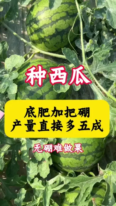 #������#����ݪֲ#����ݪֲ���� #���� #���ϵ׷�