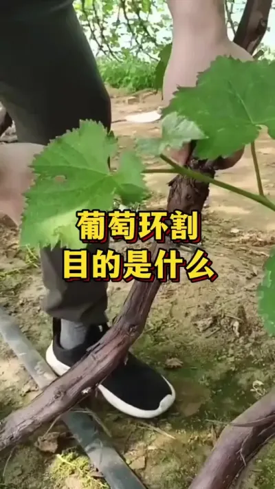 ���ѻ�����Ŀ����ʲô#ũҵݪֲ #ݪֲС���� #��ũ