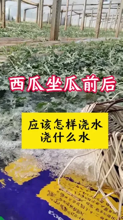 #西瓜病害 #种西瓜#西瓜种植#西瓜种植技术