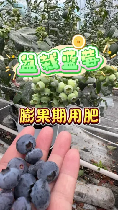 ���Բ�ݮ����ݮ�����ʩ��#������ݮ#���Թ��� #¥����԰ #��ͥݪֲ#��ݮʩ��