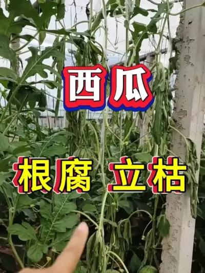 ���ϸ��� ���� ����Ҫ�� #����ݪֲ #������ #����ݪֲ #�������� #8424����