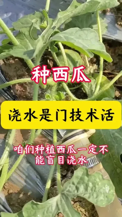 #����ݪֲ#������#����#���Ϲ���#����ݪֲ����