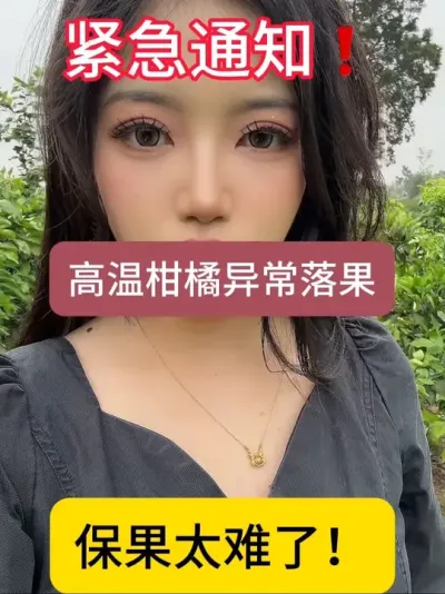 今年异常高温花期短柑橘保果困难！尤其是爱媛！#柑橘保果 #国光贝能方案