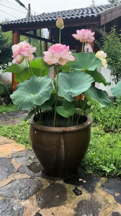 �Ҽ������������ͼ�ع�̫�࣡�����ٵ����Ҽ����������ȥ