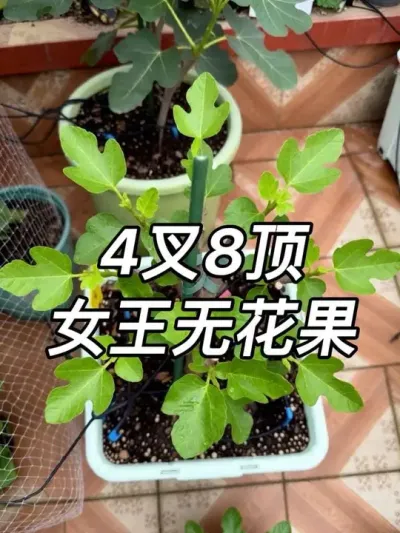 ����Ů���޻�����ѡ���Ĳ�˶��վ��Ĳ��Ķ����ͺ�����#Ů���޻���#�����޻���#�޻�������#���������