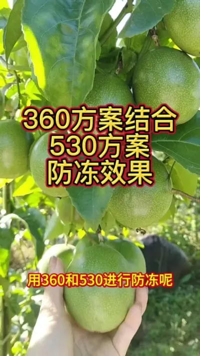 360+530�ƻ�����Ч�� #��ũ #ũ�� #ũҵ�����ƹ� #ũҵ����