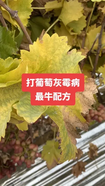 �����ѻ�ù����ţ�䷽#���ѻ�ù��#����ݪֲ#���Ѳ���