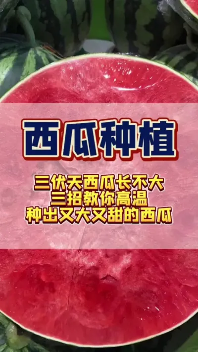 #����ݪֲ #���Ϲ��� #�������