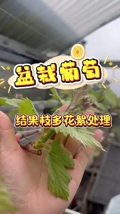 ��������Ч��֦������#�������� #¥����԰ #���Թ��� #��ͥݪֲ #������